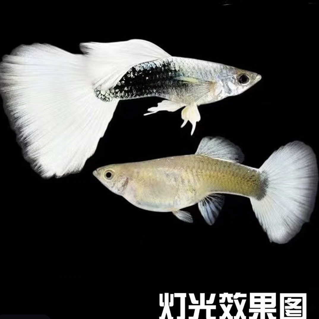 象牙白黄礼服种鱼