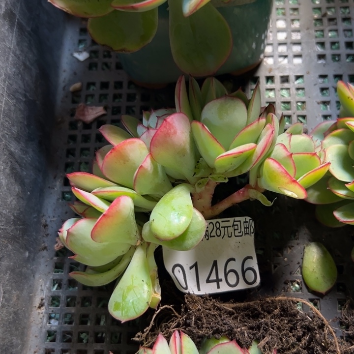 幸运儿是一位非常幸运