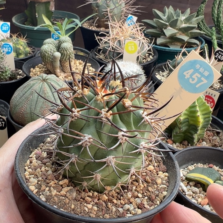 实生带中刺狂刺黑曜岩5.7cm