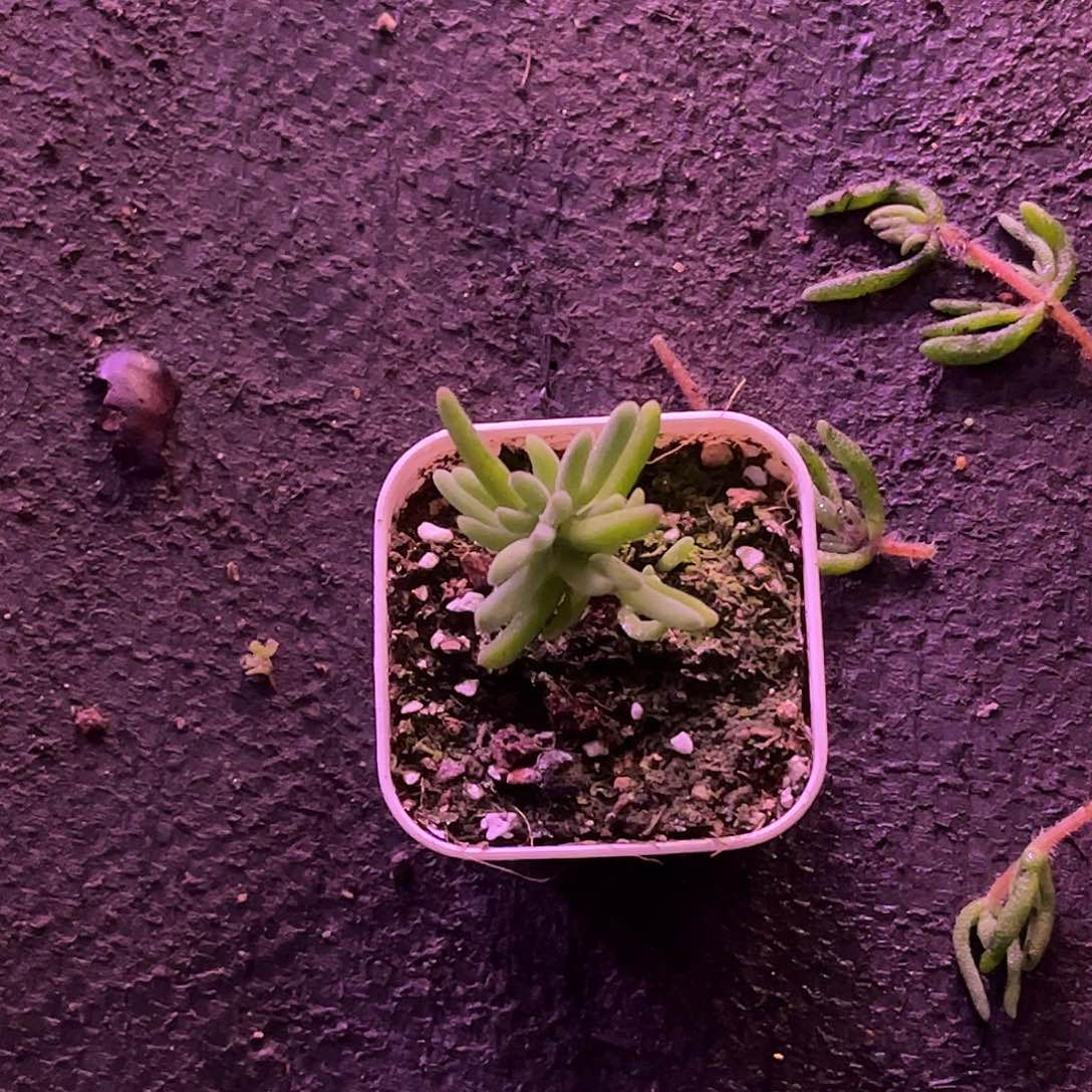 ****宝虾钳锦优选枝干番杏