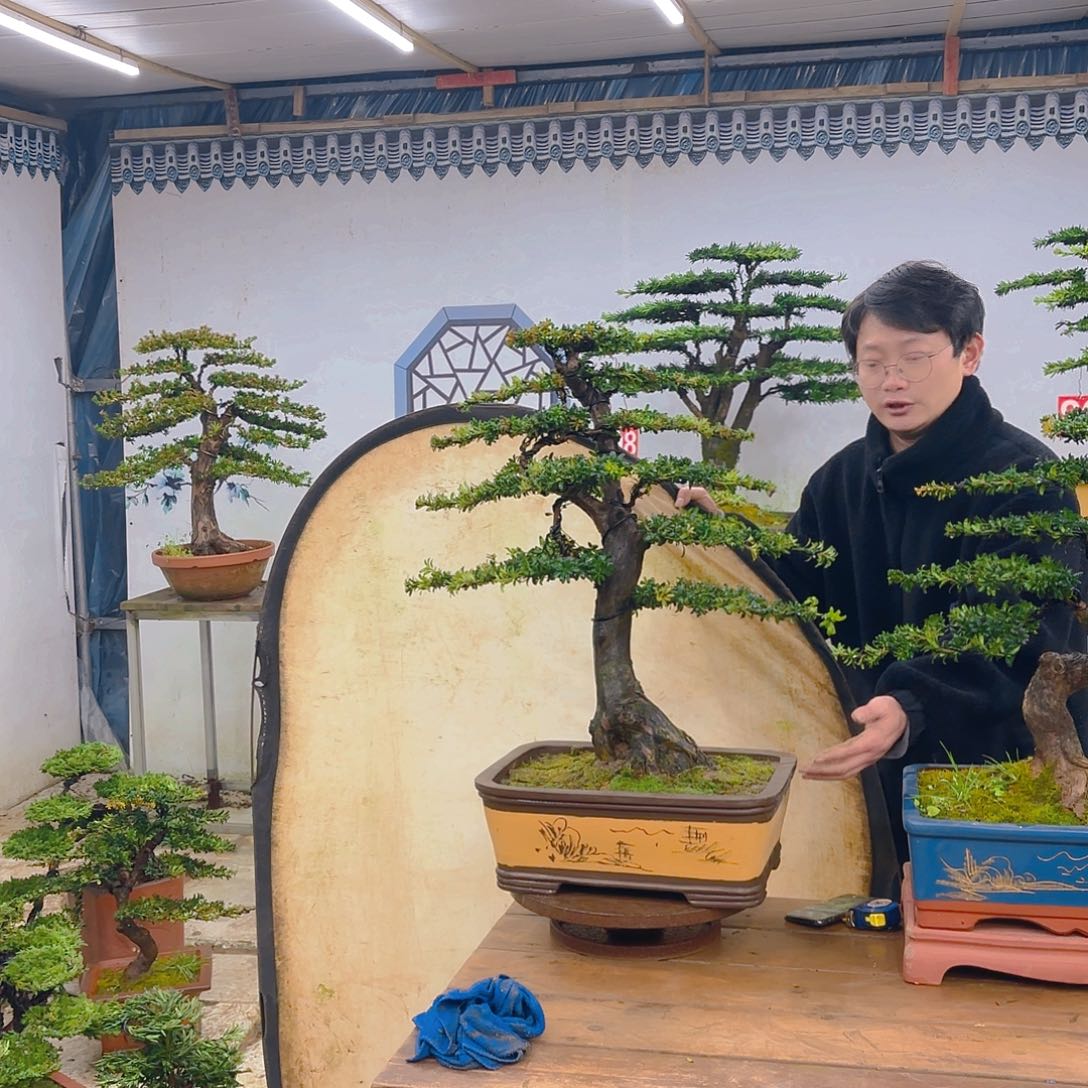 木红芽罗汉松带盆