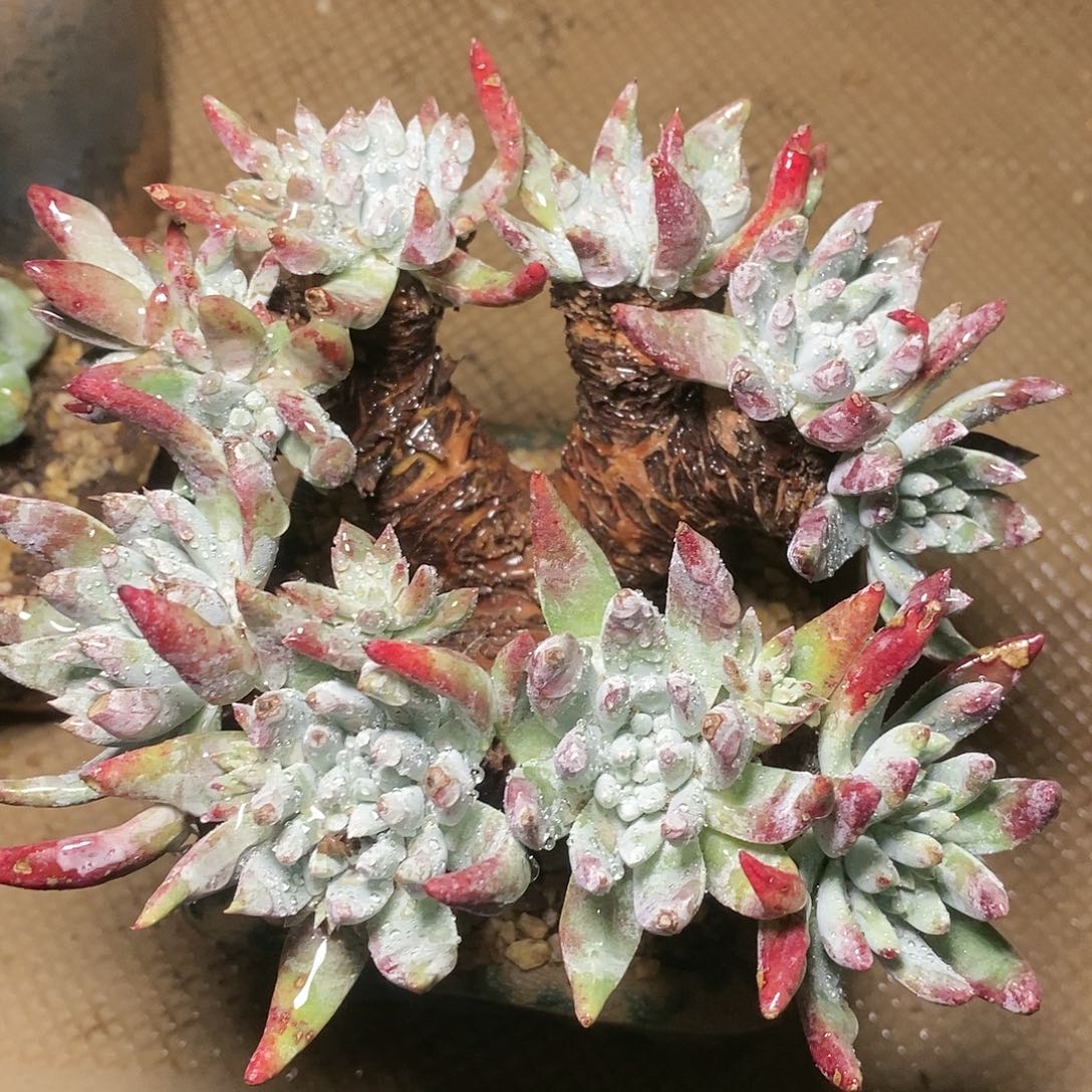 【闪购商品】哈哈哈凯伊斯多肉2259