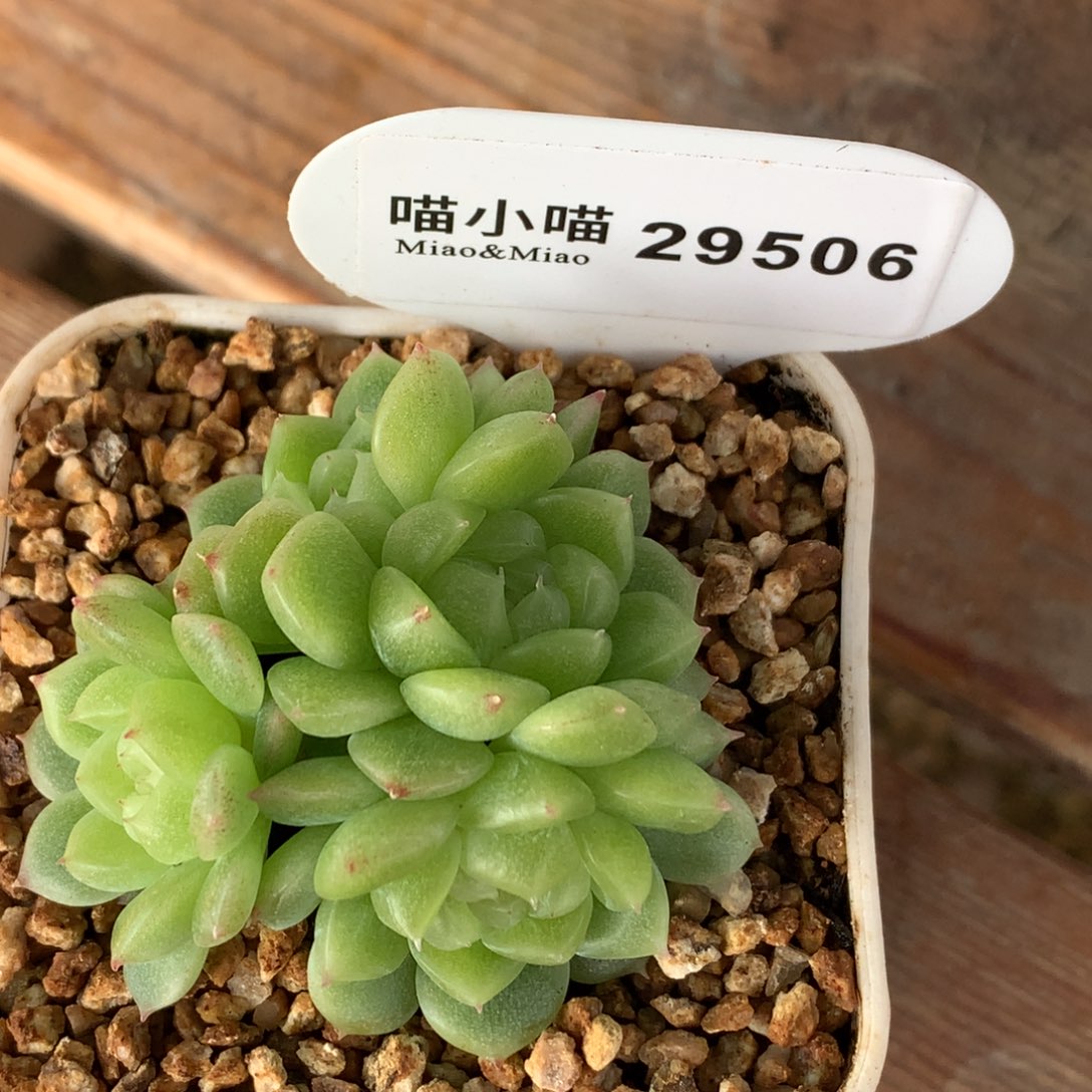 下***季多肉植物杂交珍妮