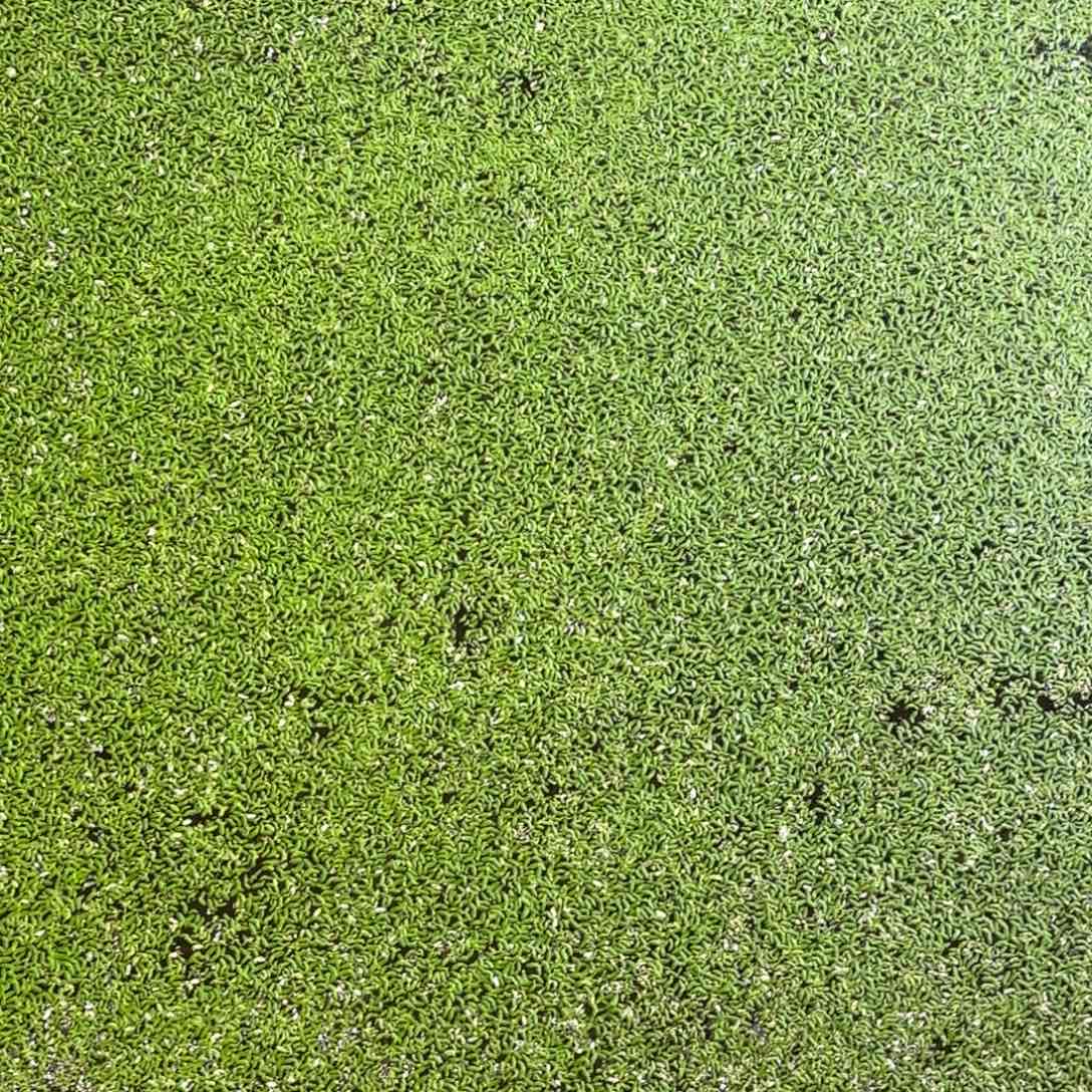 宠物龟不分公母芝麻萍一份乌龟可以吃