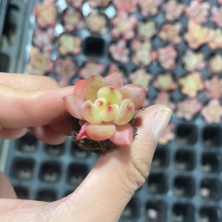 格林粉多肉满9.9包邮