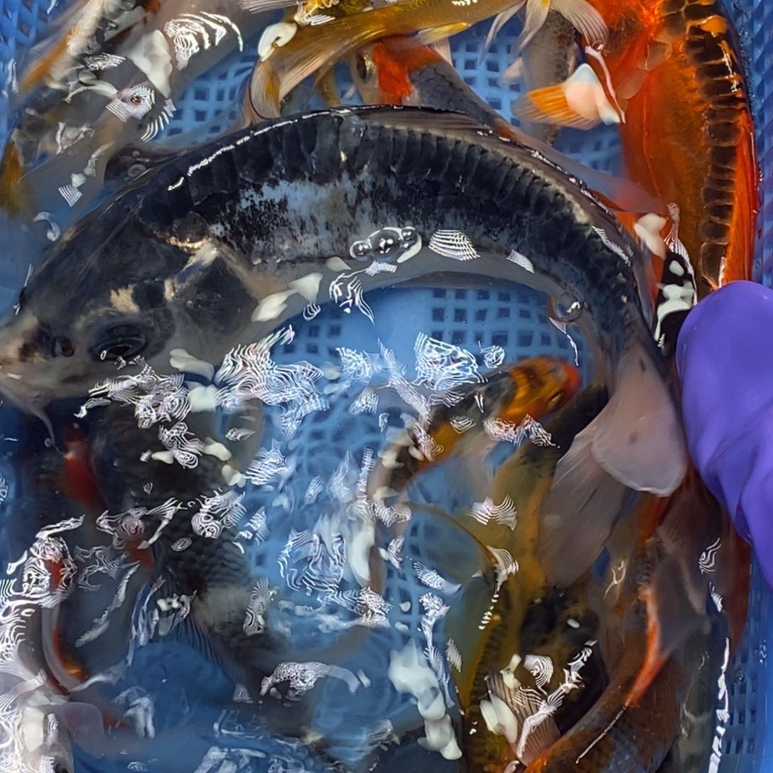 锦鲤冷水锦鲤包邮