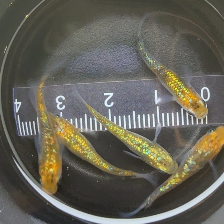 青鳉鱼猫饭星光28号
