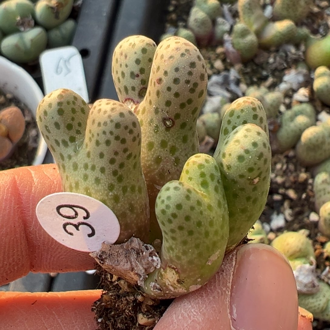 多肉植物1111111111111