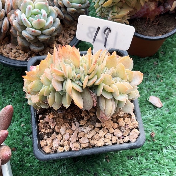 我是第一百个为妖刀应援的阴阳