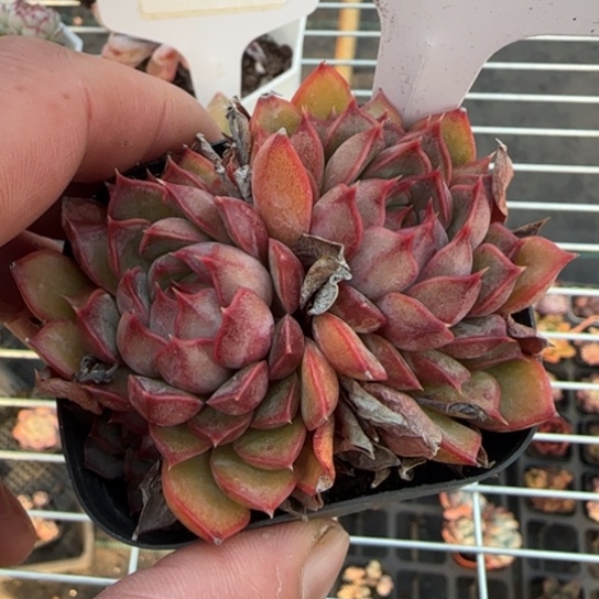 43粉特一物一拍多肉