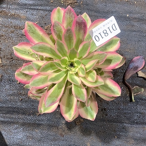 1810女巫多肉法师锦