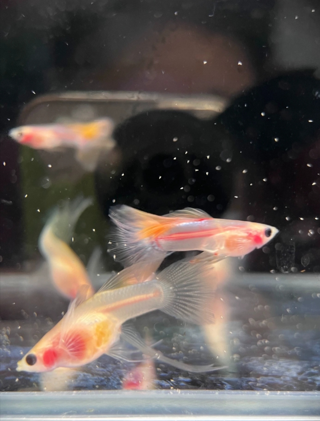 孔雀幻彩粉猫小型观赏热带淡水小鱼好养耐活适合新手