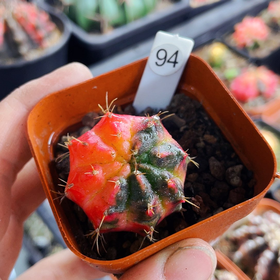 非偏远地区满25包邮仙人球