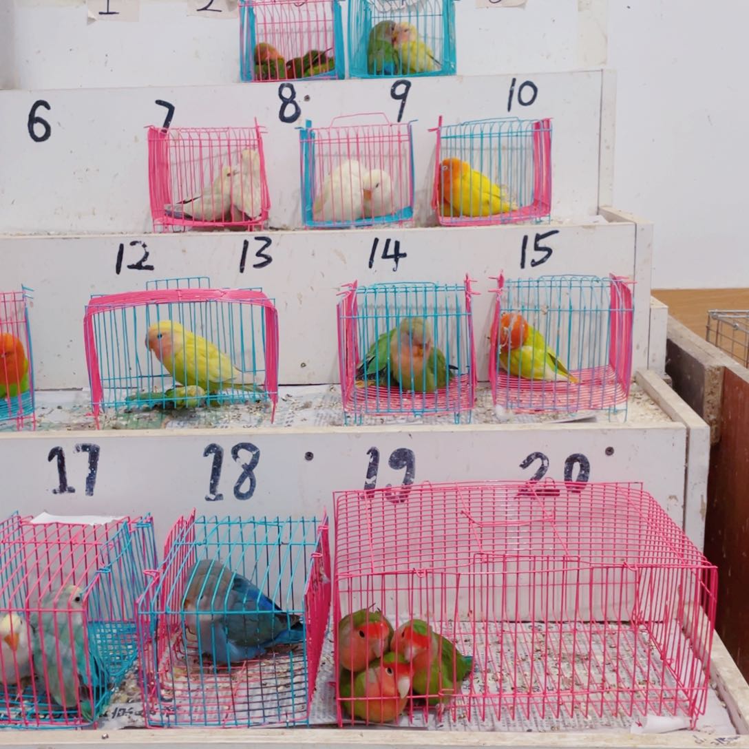 桃脸牡丹鹦鹉用****2牡丹