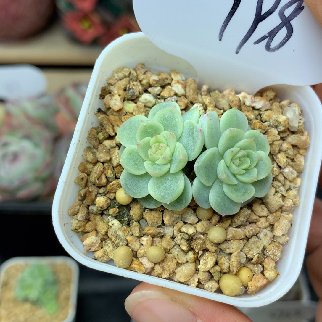 纸鸢双头多肉198