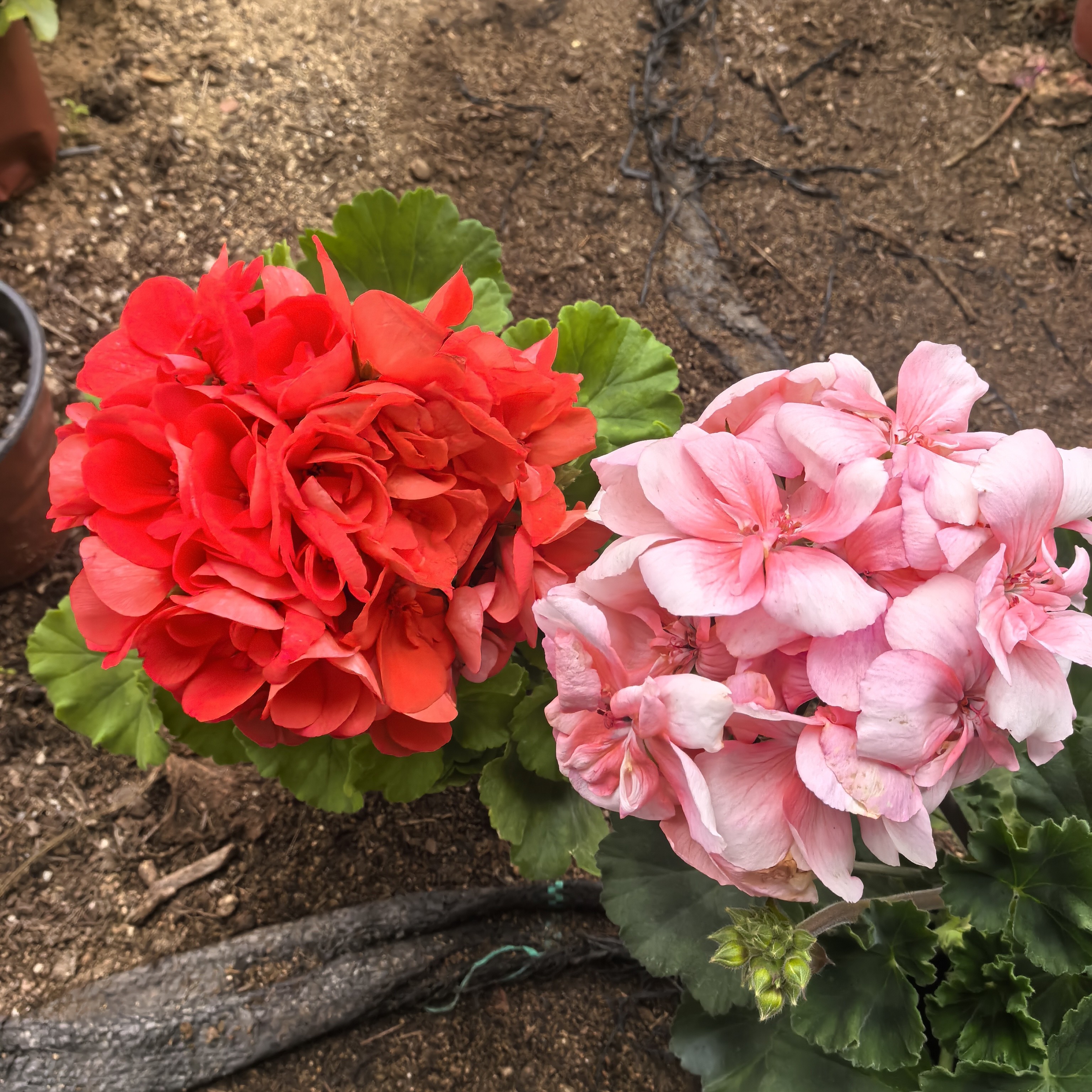 【橙色热恋+小山宫2号】2颗天竺葵组合(包对版)带花苞发货