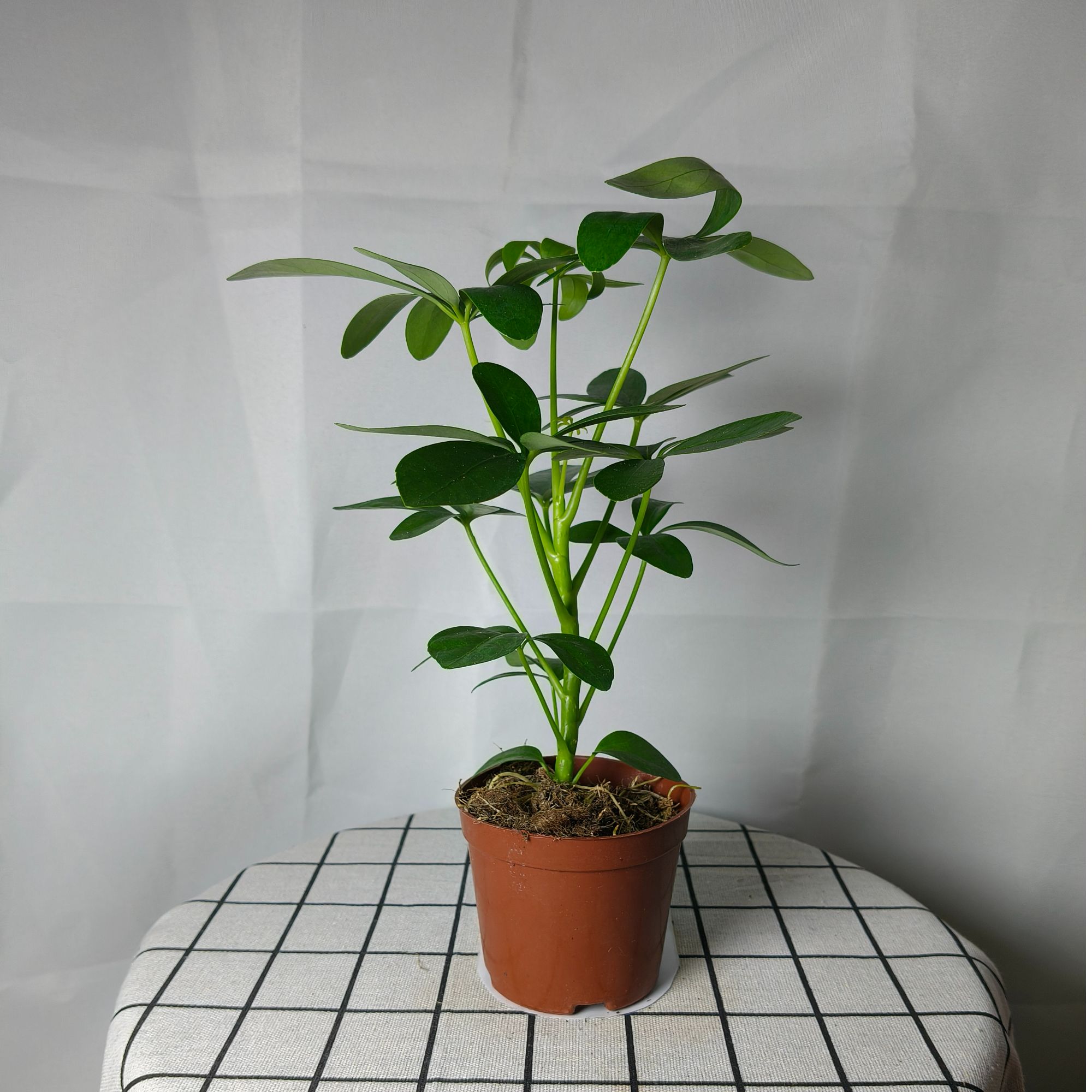 【单杆鸭脚木】八方来财室内绿植花卉盆栽花卉可水培吸甲醛四季常青