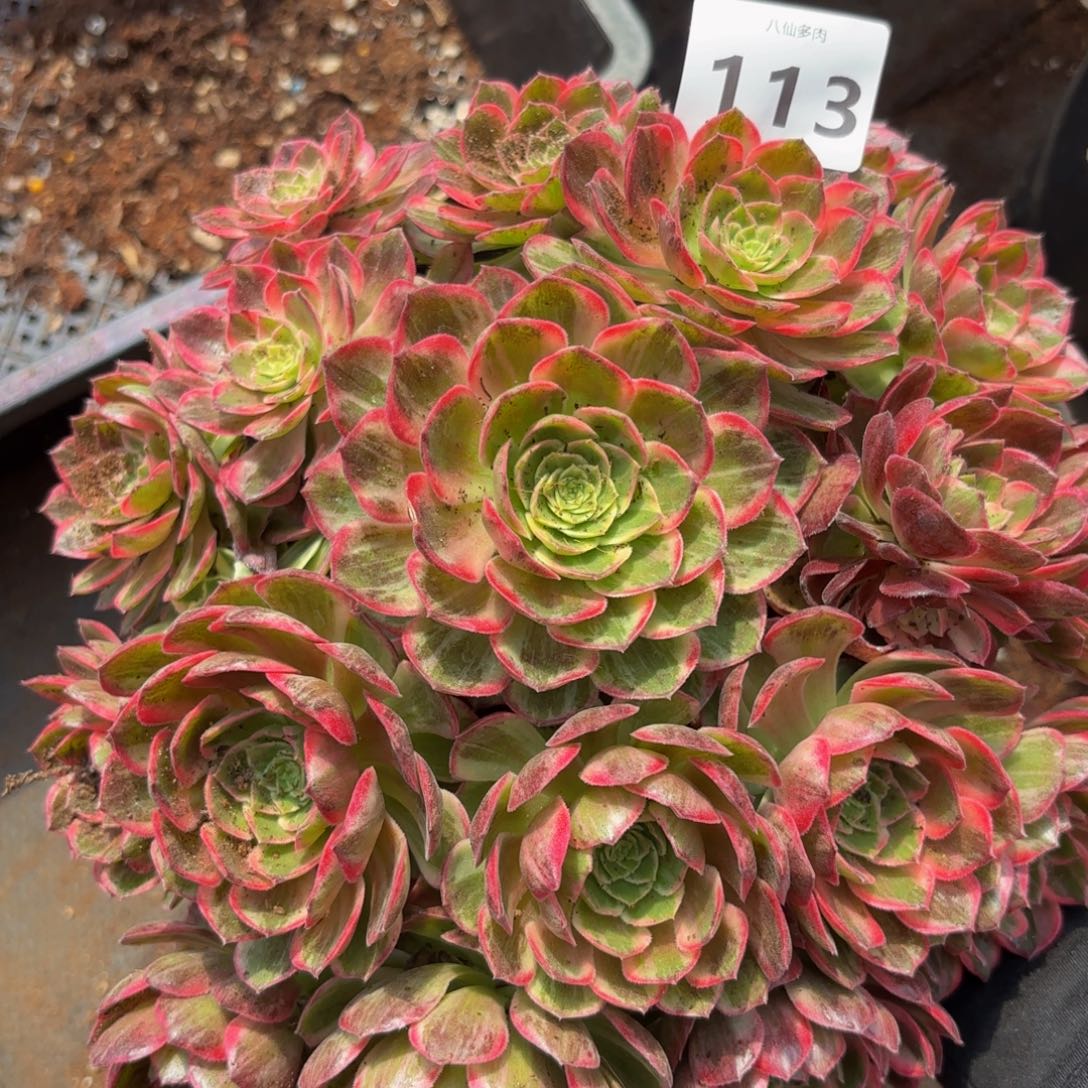 113多肉植物万花筒