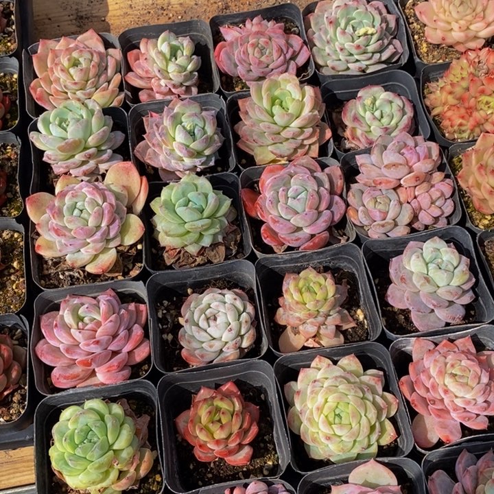 918多肉植物保护研究所所长助理研究员