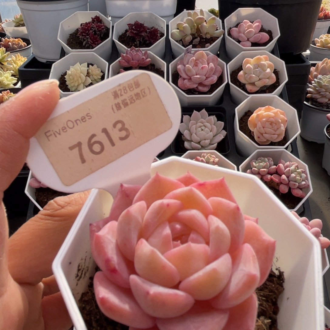 草莓果酱7613-4.6厘米