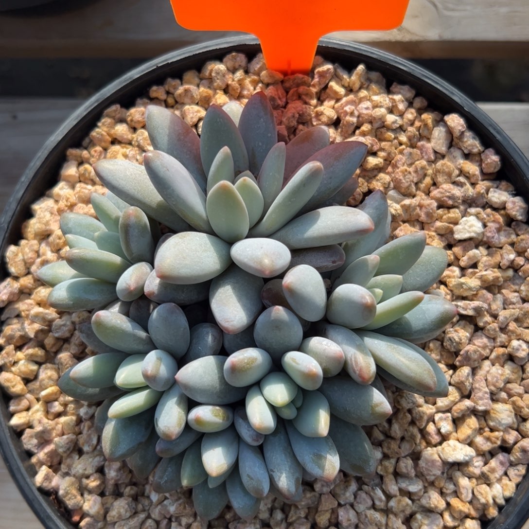 橙龙特价群生多头111111111