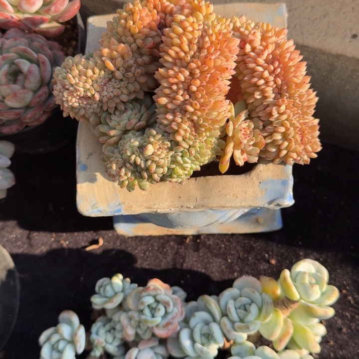 *****14厘米左右一物一拍的的多肉植物