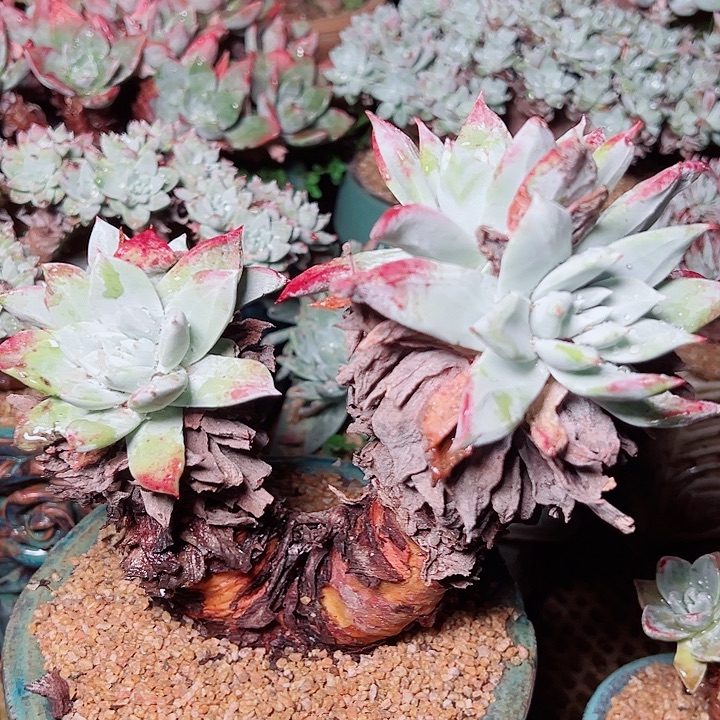 9561帕翠沙仙女杯多肉