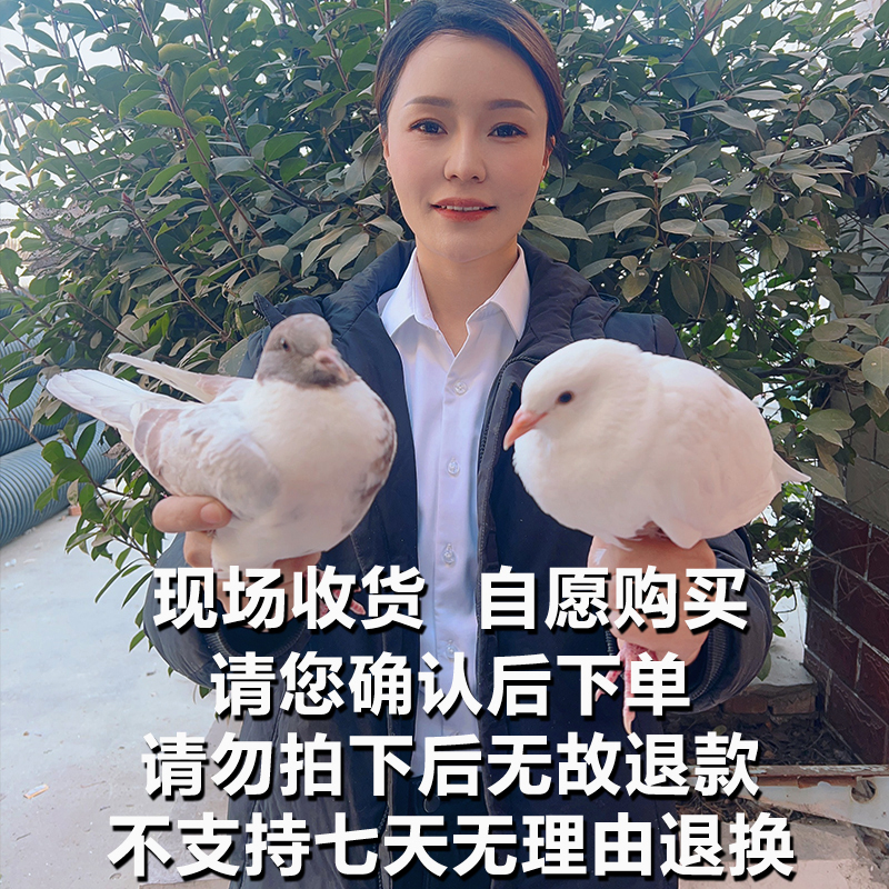 【助农现场】农家散养全粮喂养土鸽子煲汤炖汤 人工现杀 顺丰包邮ZQ