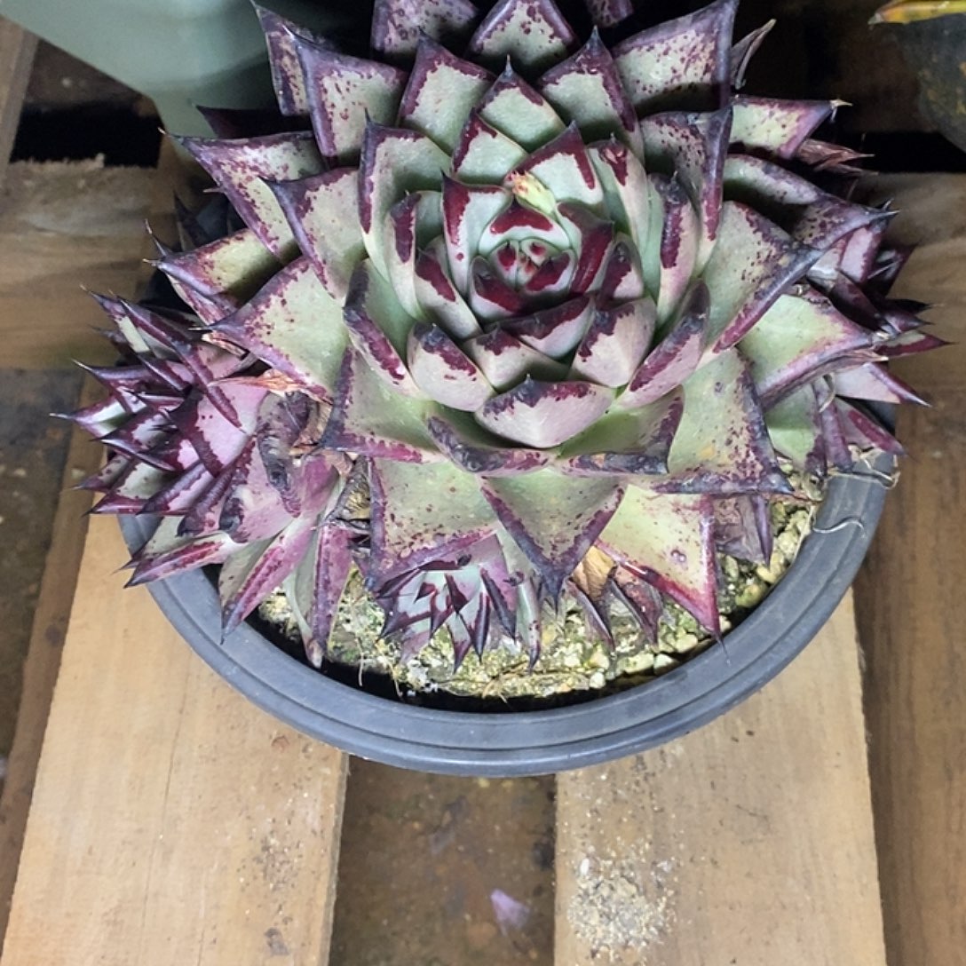 多肉植物乌木福利