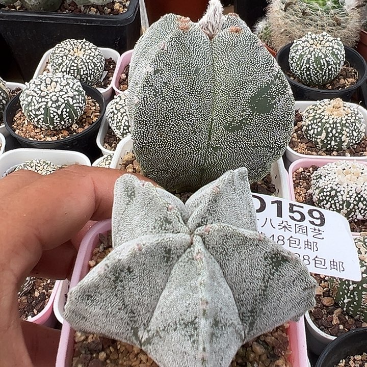 159号实生鸾凤玉2个多肉植物