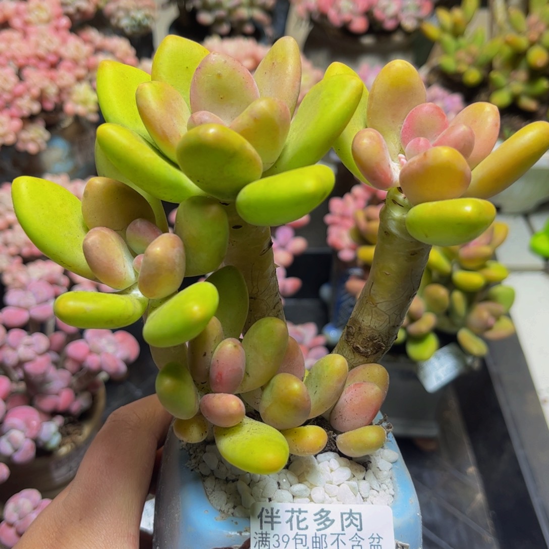 166芒果奶13厘米多肉