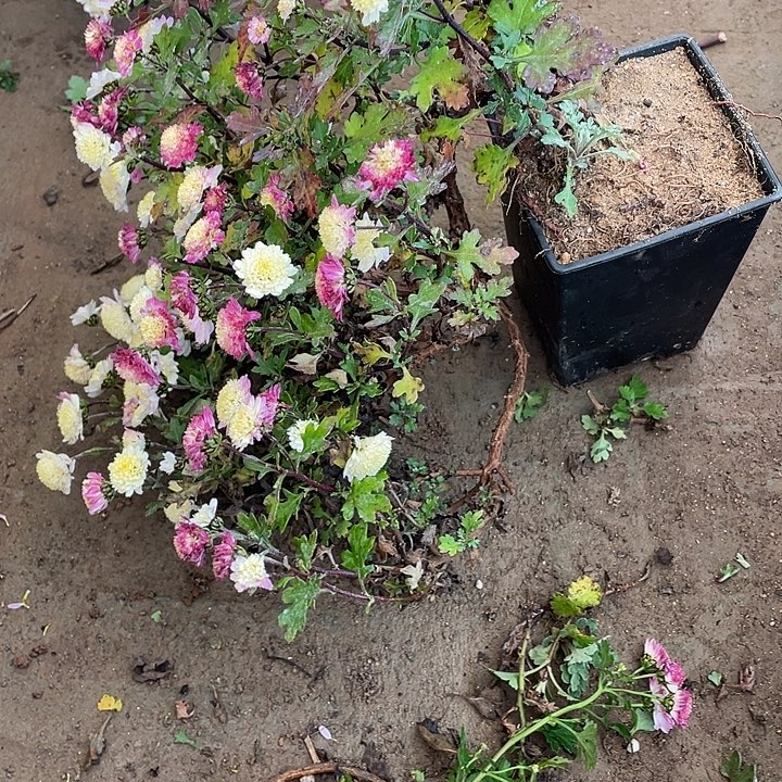 有***范80菊花菊花菊花菊花