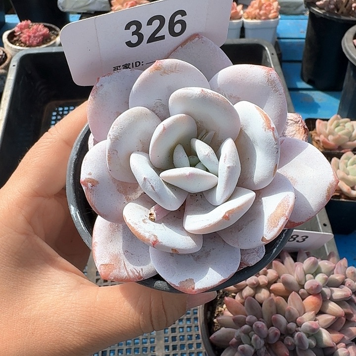 雪莲多肉植物326