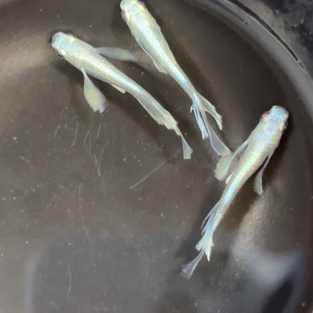 青鳉鱼长鳍天使3只