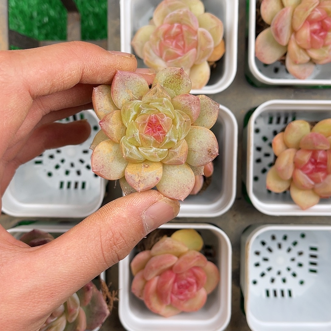 V***+多肉一物一拍8-203