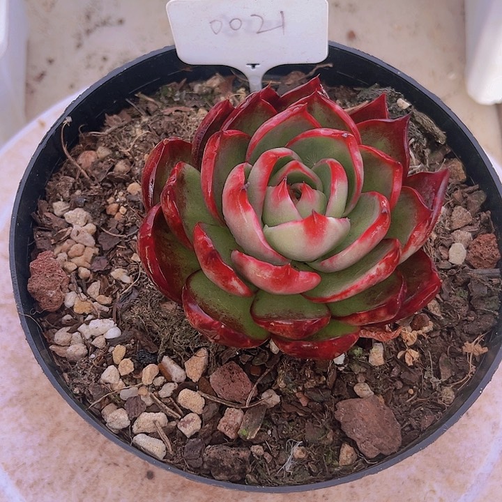 惊鸿仙子多肉植物21