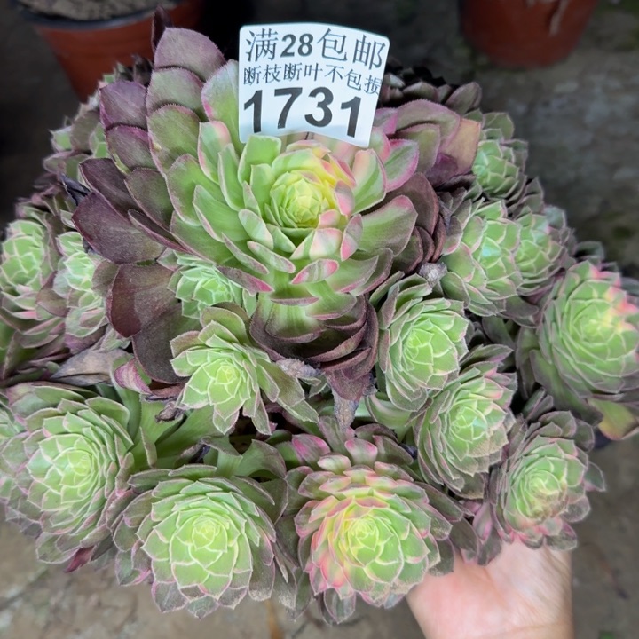 女*氓1731万花筒多肉植物