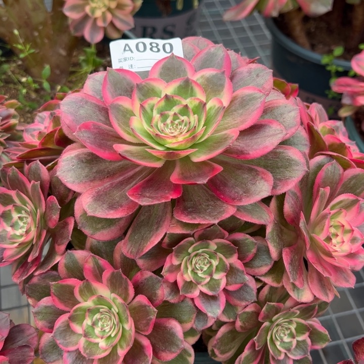 080云荷20厘米左右