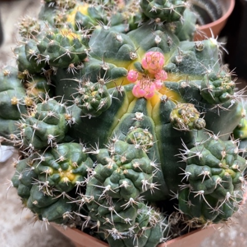 青苹果仙人球18米仙人球