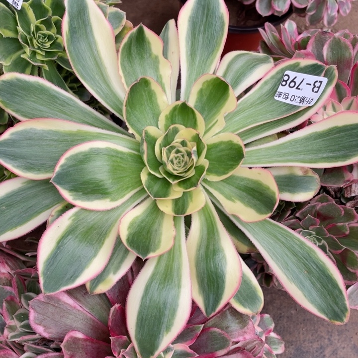 798艳资多肉1，啊，12345688多肉