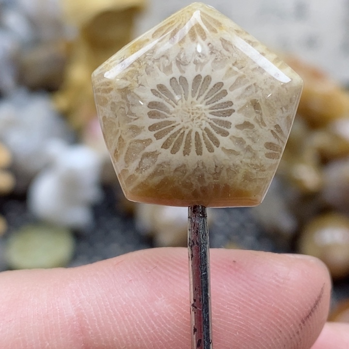 颈饰未镶嵌硅化珊瑚（珊瑚玉）