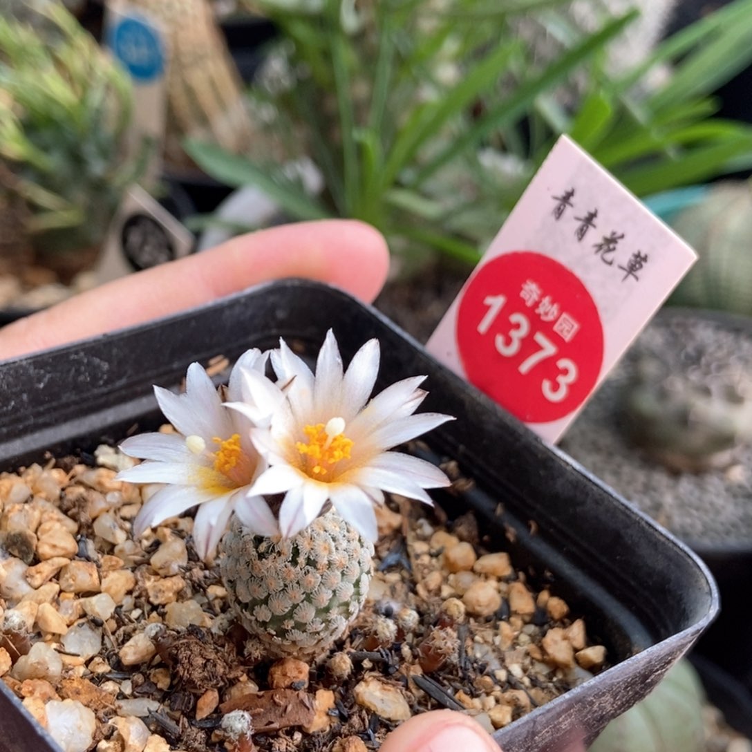 实生白花蔷薇丸6688