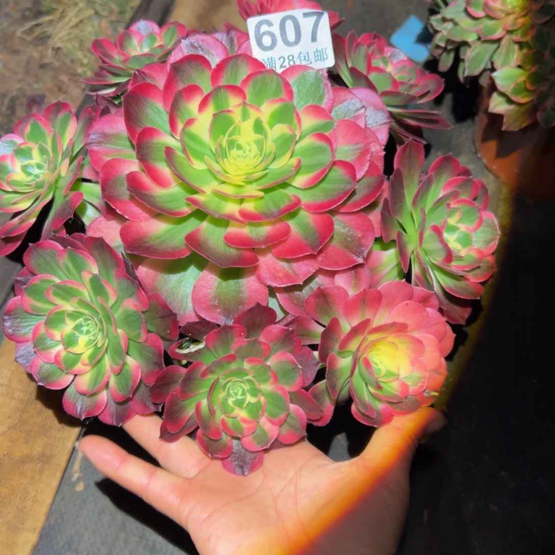 多肉植物607海仙的