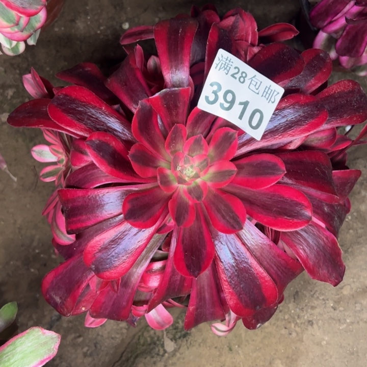3910美杜多肉植物