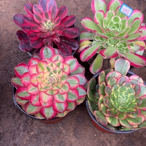 293多肉植物组合