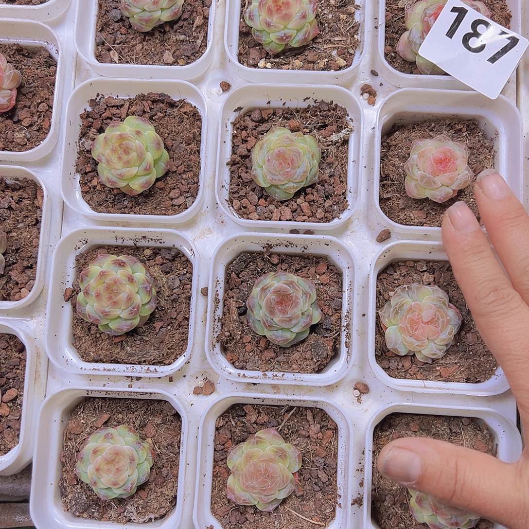 187冰心珍妮19包邮