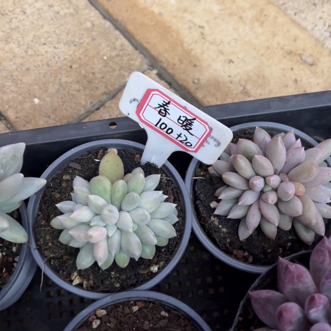 春***开春暖120。          