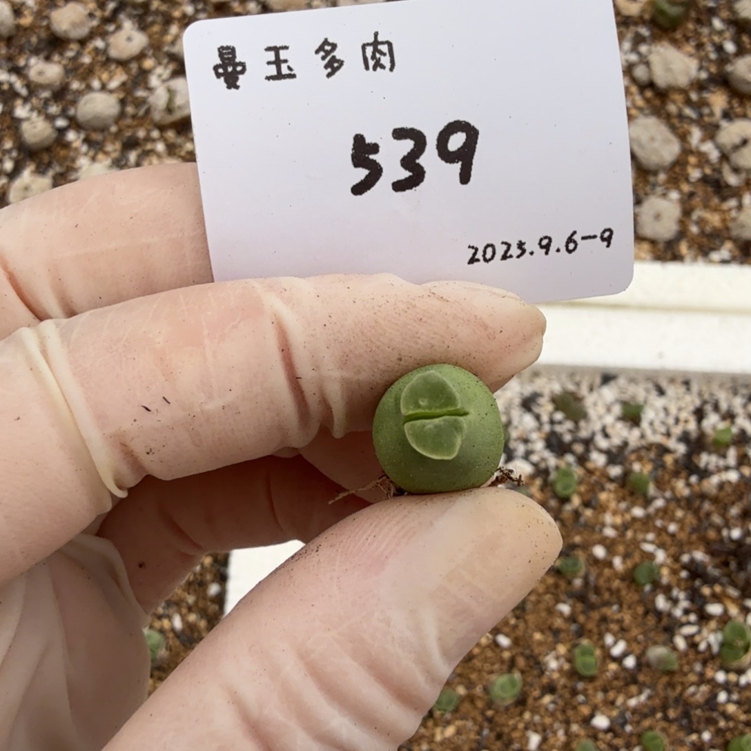 小***哥多肉多肉多肉9-539