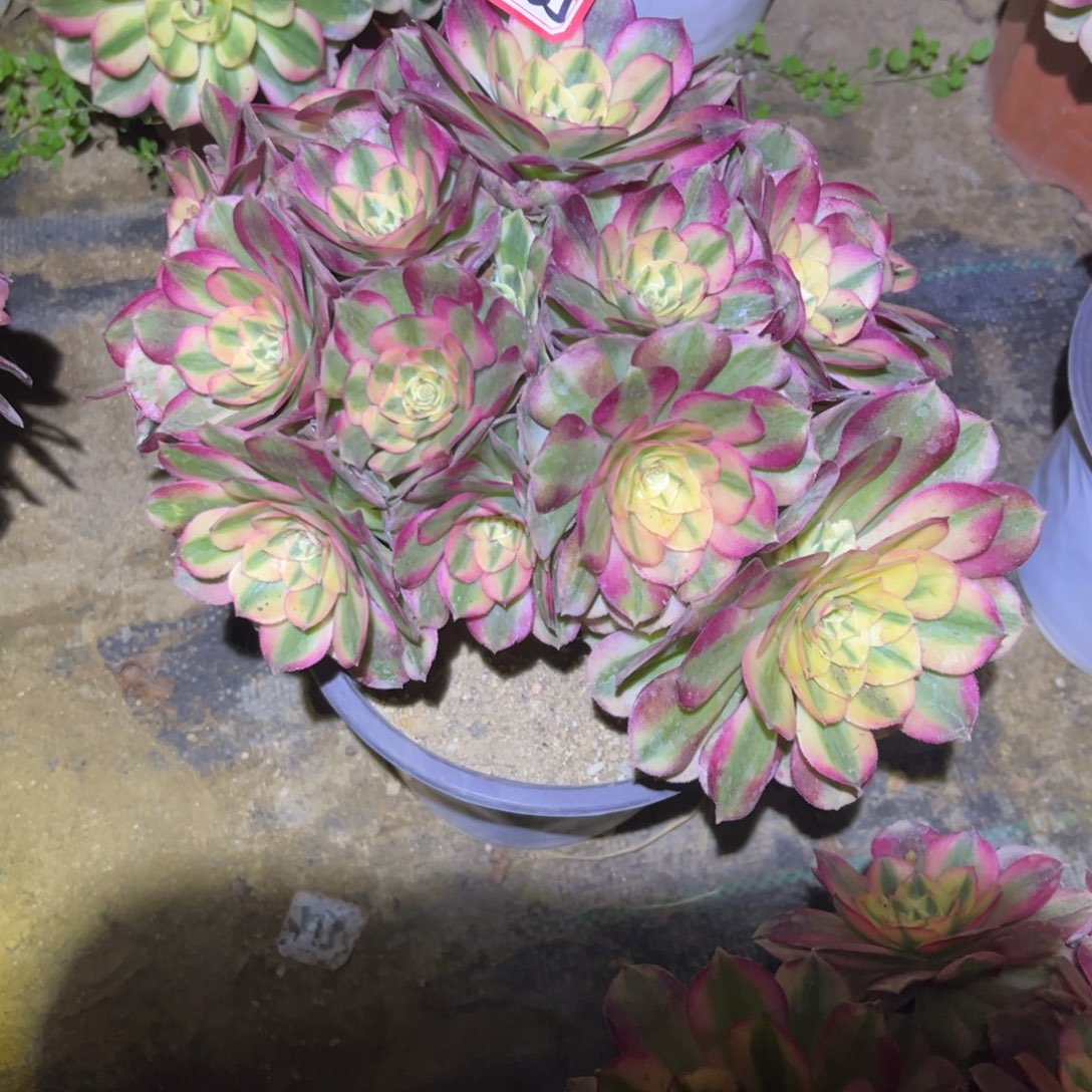 好***子835多肉植物荔枝法师