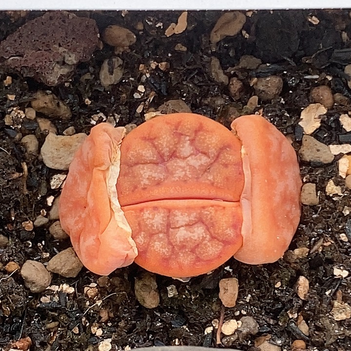 桃喜花园0123-19拿铁